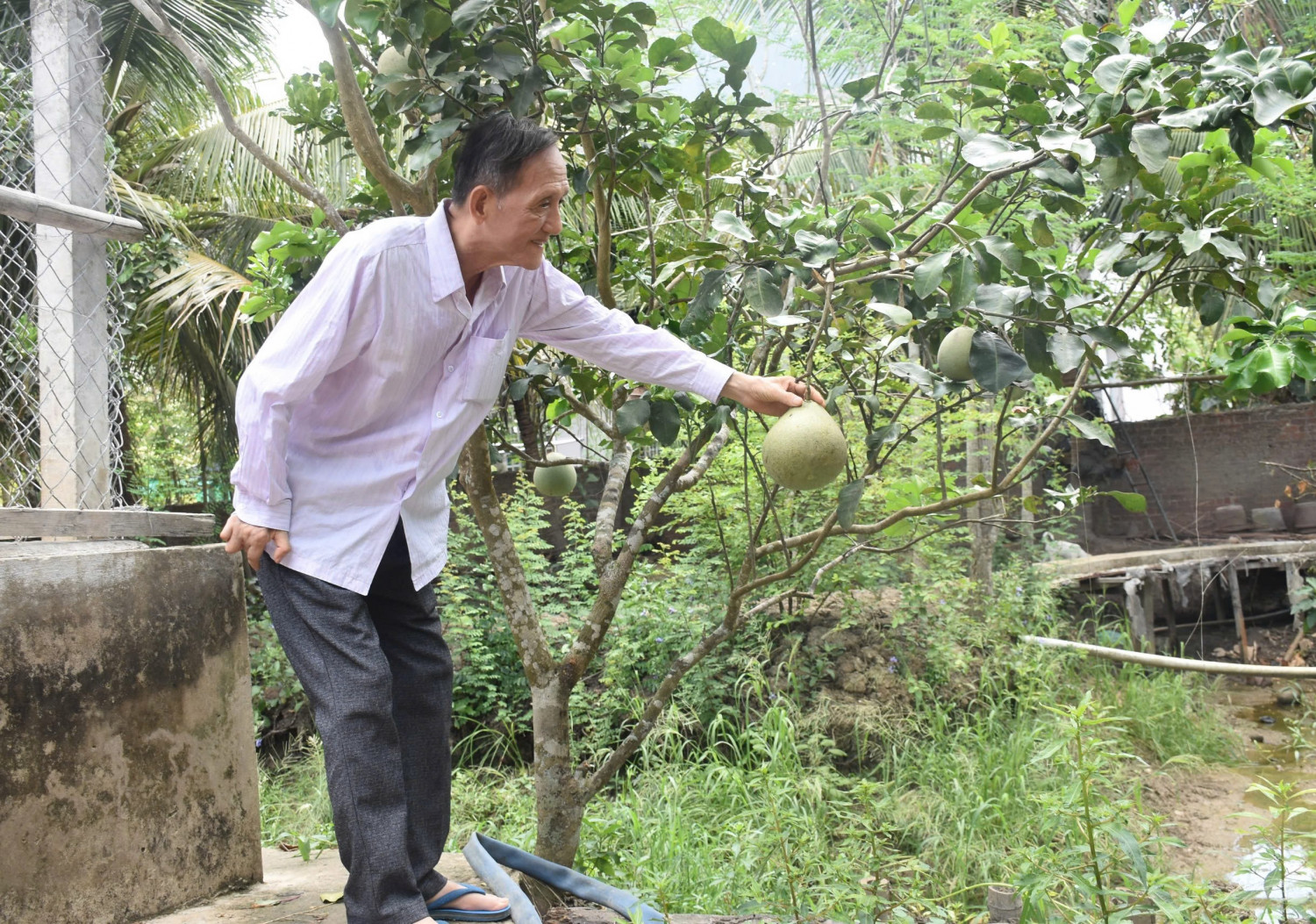 Ông Đoàn Văn Khanh chăm sóc vườn bưởi.