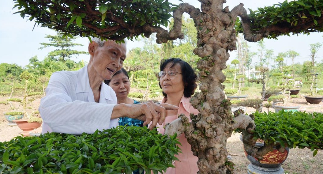 Phát huy giá trị của Làng nghề kiểng cổ Mai nu Thạnh Nhựt